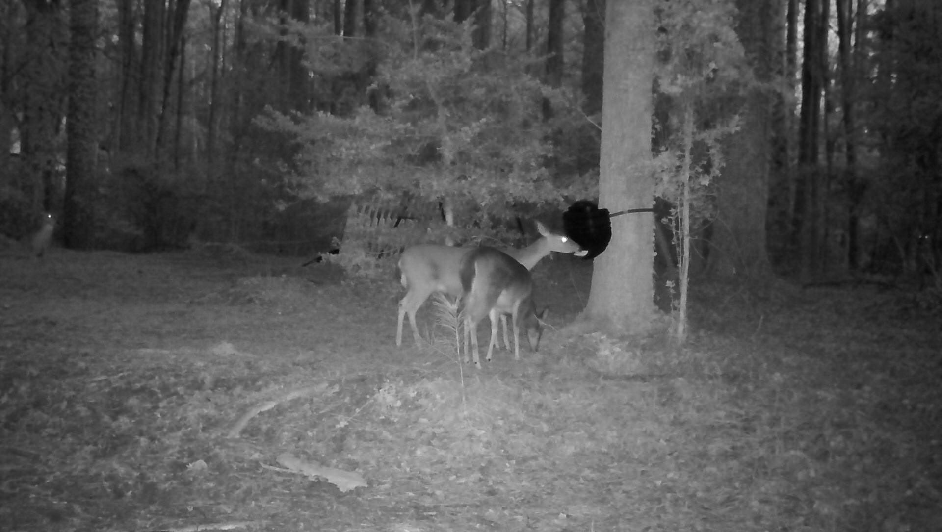 Multiple deer feeding at night from the Feed Bin strapped to a tree in a backyard 