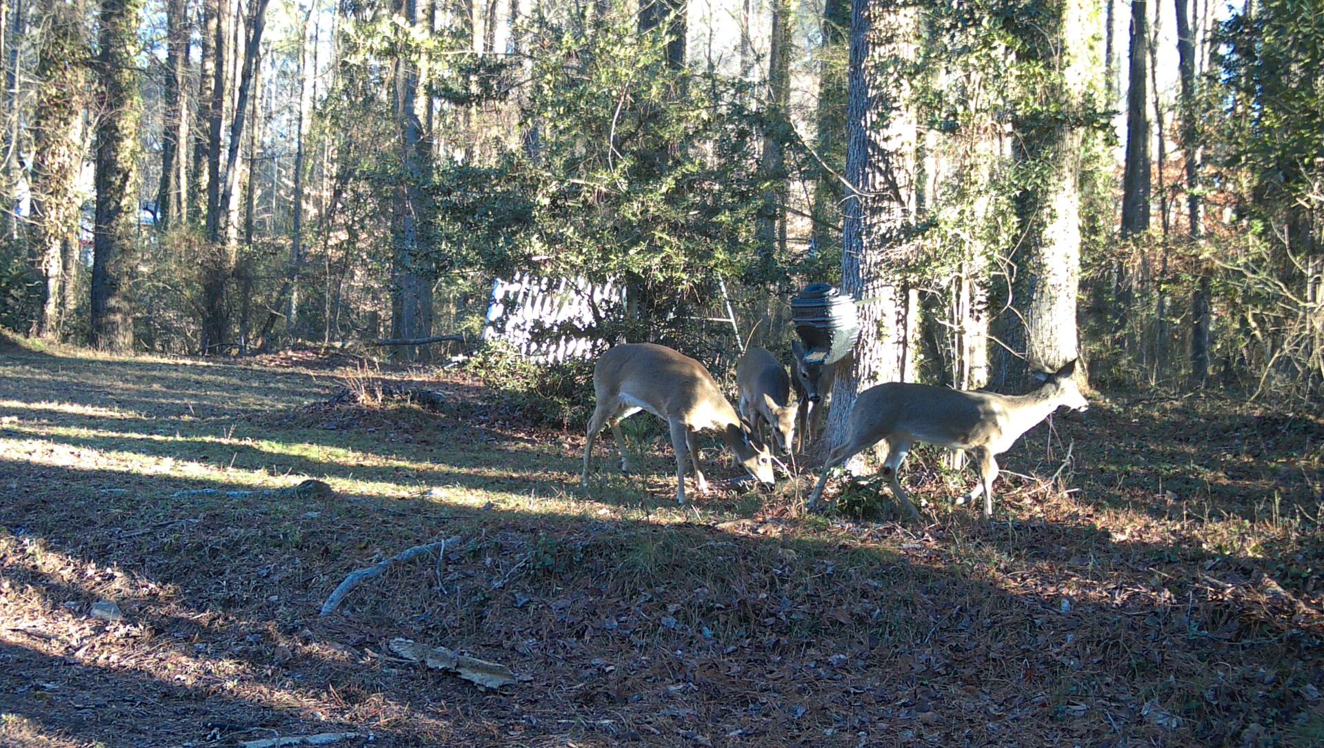 Multiple deer feeding during the day from the Feed Bin strapped to a tree in a backyard 