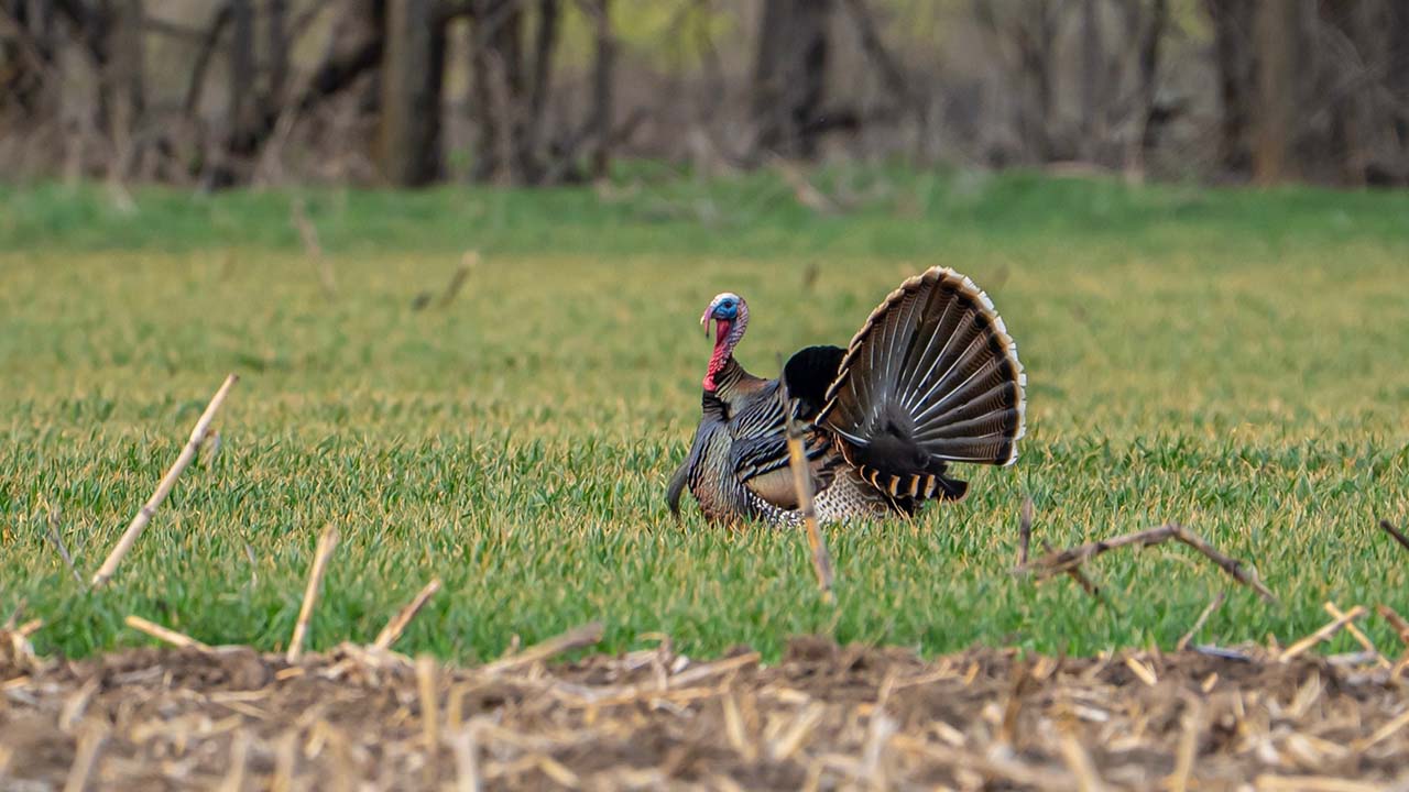 Turkey in an open field.