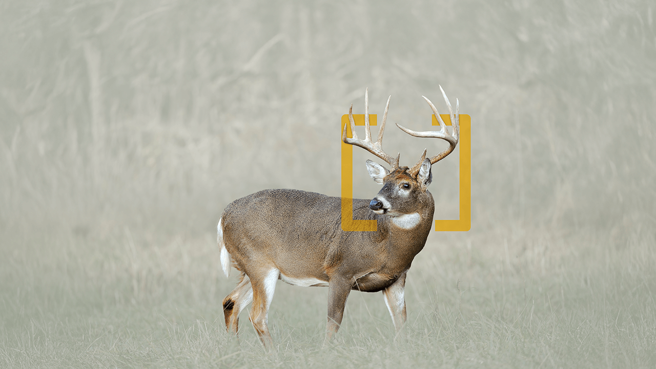 Moultrie | Deer in the [M].